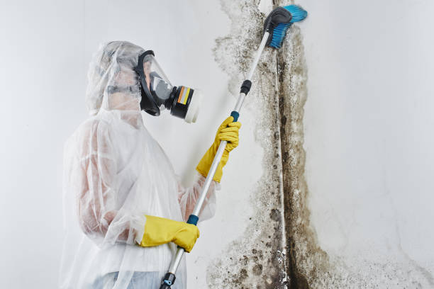 Best Asbestos and Lead Testing During Mold Inspection in Westchester, IL