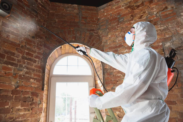 Best Emergency Mold Remediation in Westchester, IL