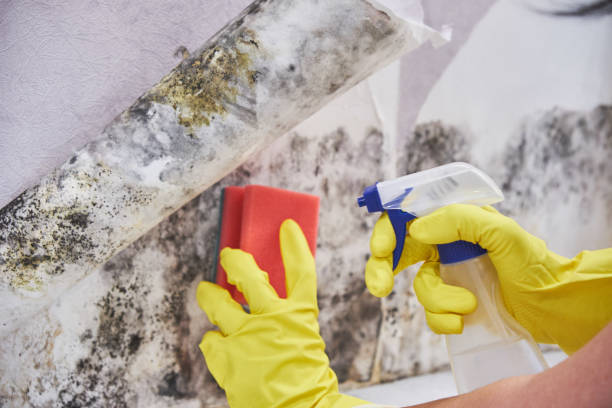 Why You Should Choose Our Mold Remediation Services in Westchester, IL