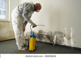 Best Black Mold Removal in Westchester, IL